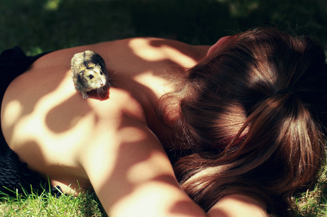 人们对仓鼠的认识,仓鼠最容易被误解的几件事