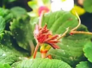 草莓芽尖枯了是不是烧苗了,草莓芽枯病用什么药