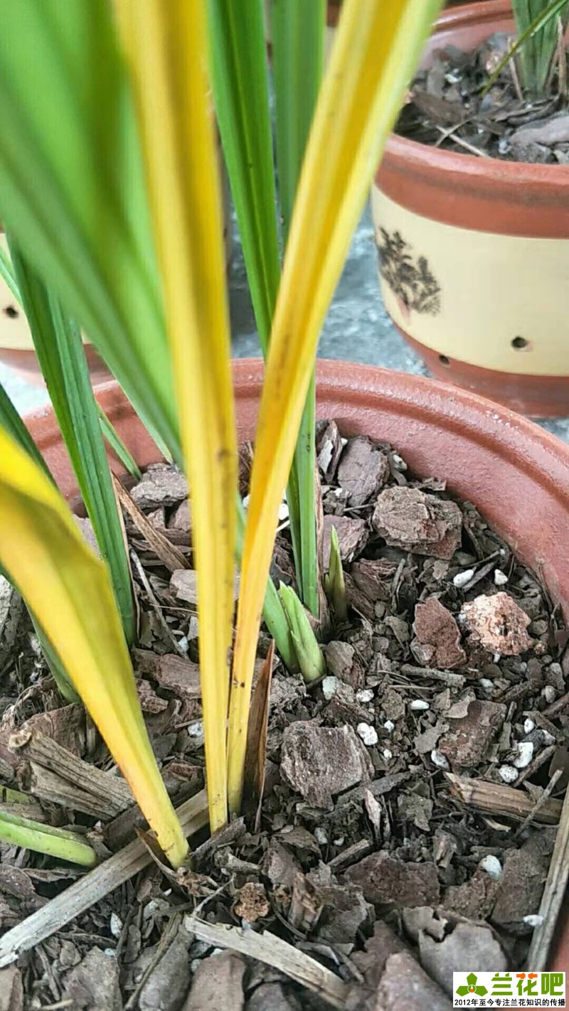 兰花叶子底部发黑烂掉一拿就掉,兰花刚发现芦头发黑还可以养吗