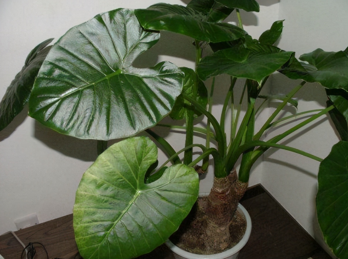 这些网红花,花商告诉你它好养,开花美,从来不提它“有毒”