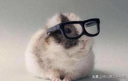 12种最适合懒人养的宠物便宜,什么宠物好养又干净又便宜又聪明