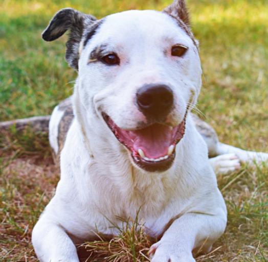 狗狗为什么洗完澡后喜欢到处乱跑,狗狗刚洗完澡还是有体味怎么办