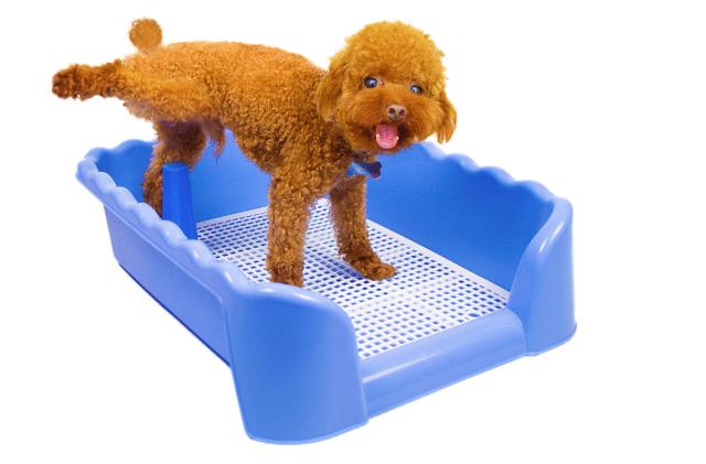 如何正确引导狗狗定点排便,狗狗到家怎么教它去定点排便