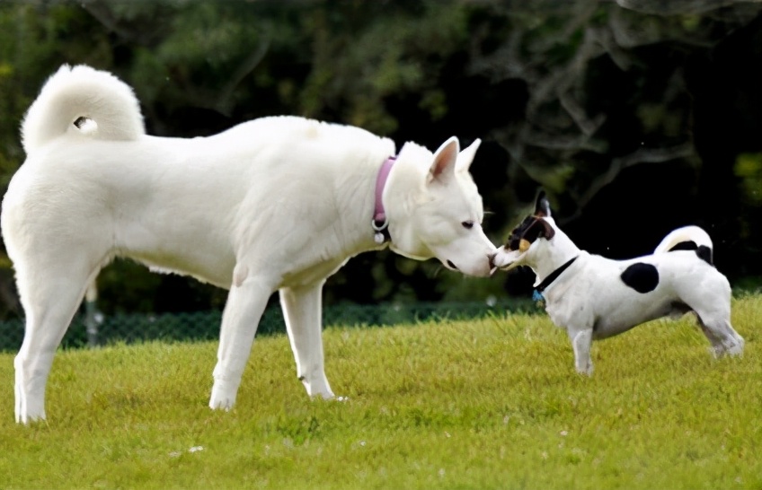 养两只狗狗总是打架怎么办,家里两只狗打架