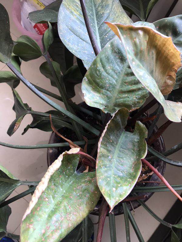 金钻锈斑病怎么办,金钻出现叶斑病应该如何处理