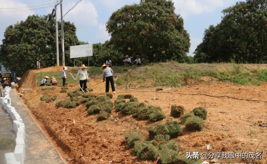 茂名荔枝大会,茂名市520荔枝产业大会