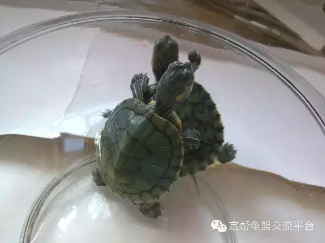 最正确的小乌龟饲养方法,小乌龟怎么养存活率高
