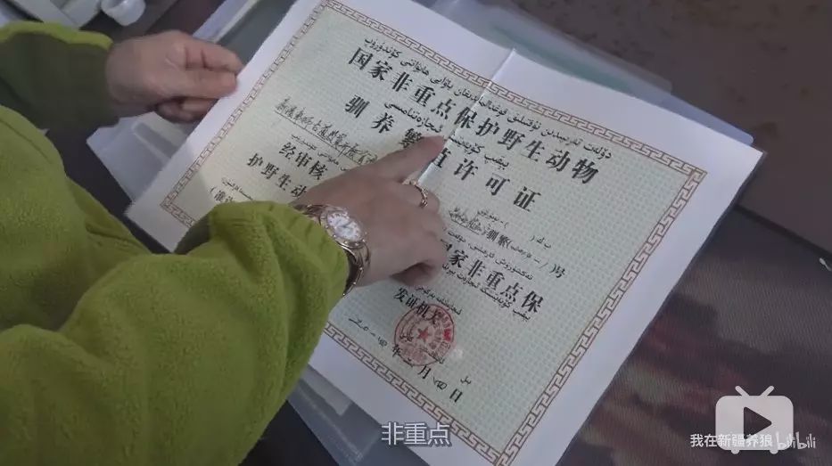 养狼disco：我在*疆新**，把狼养成了哈士奇