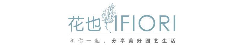 西餐香草大全及用途视频,好吃的西餐料理有哪些