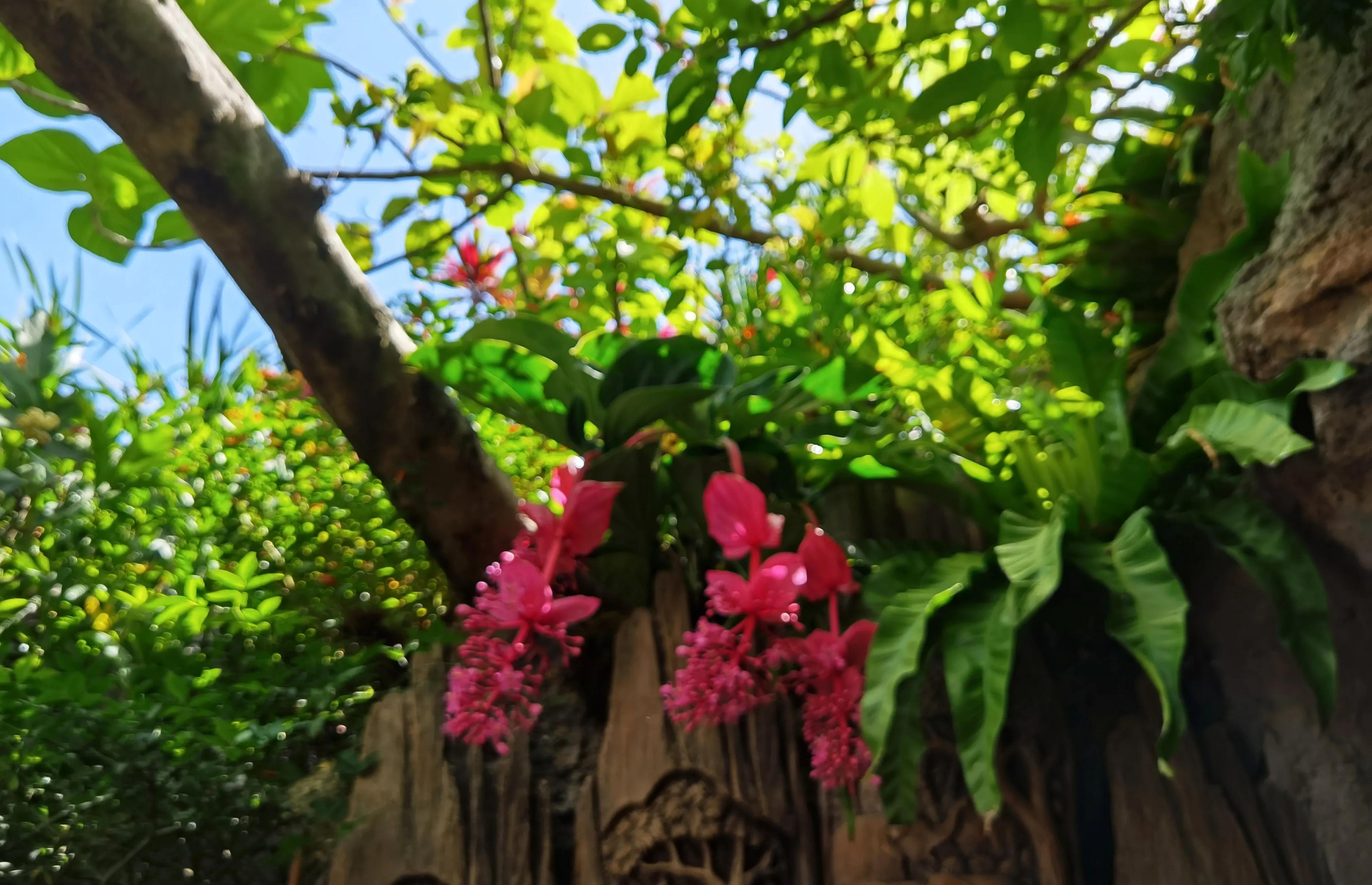 关于崇明花博会,崇明花博会全程花景