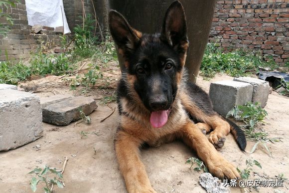 德牧被主人关在门外,德牧看门晚上有人路过