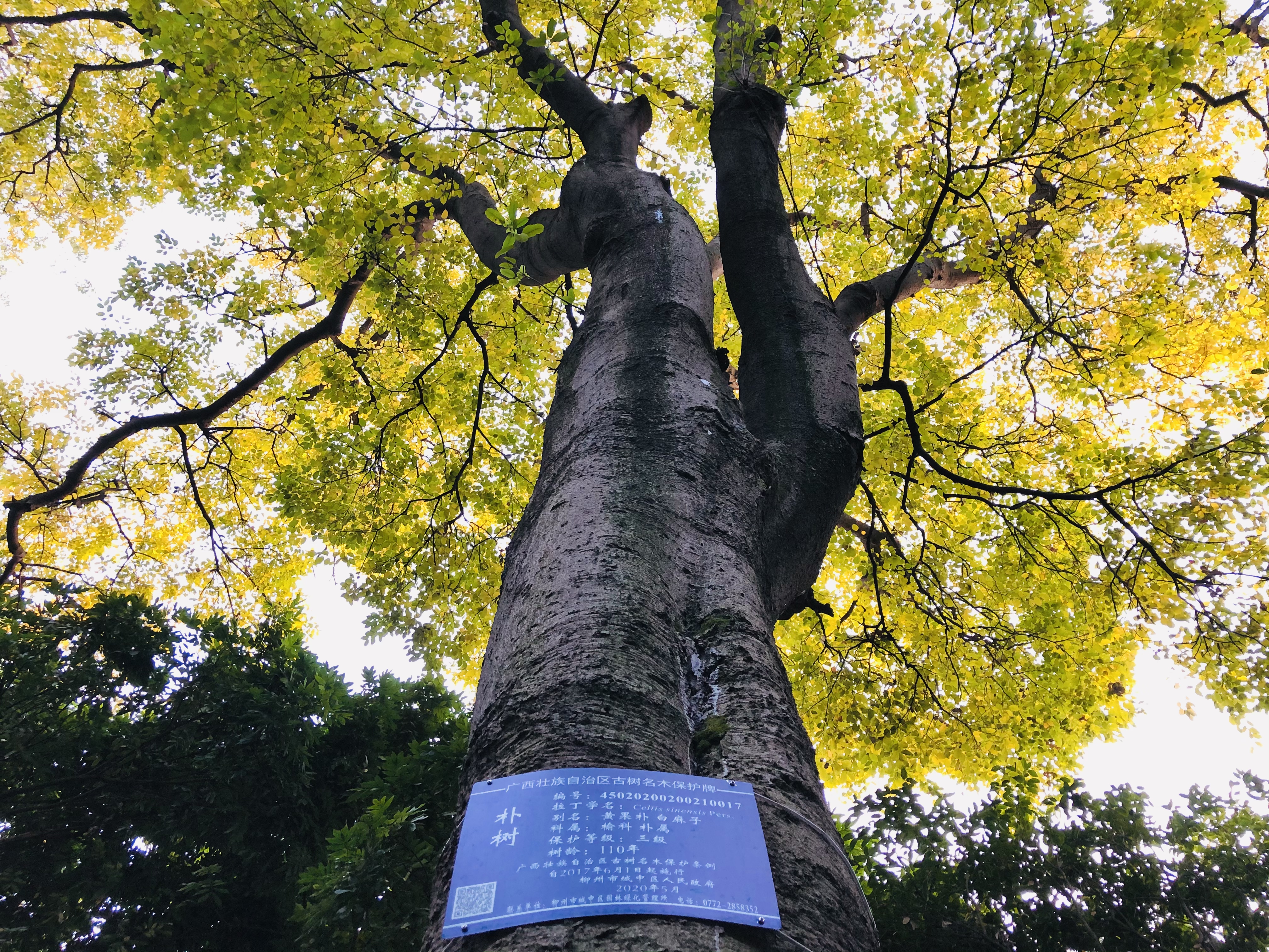 柳州的柳侯公园景色,柳州的秋天美景