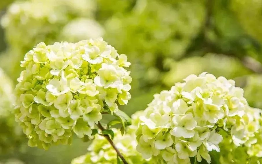 庭院花园植物风水知识,花园种植风水植物