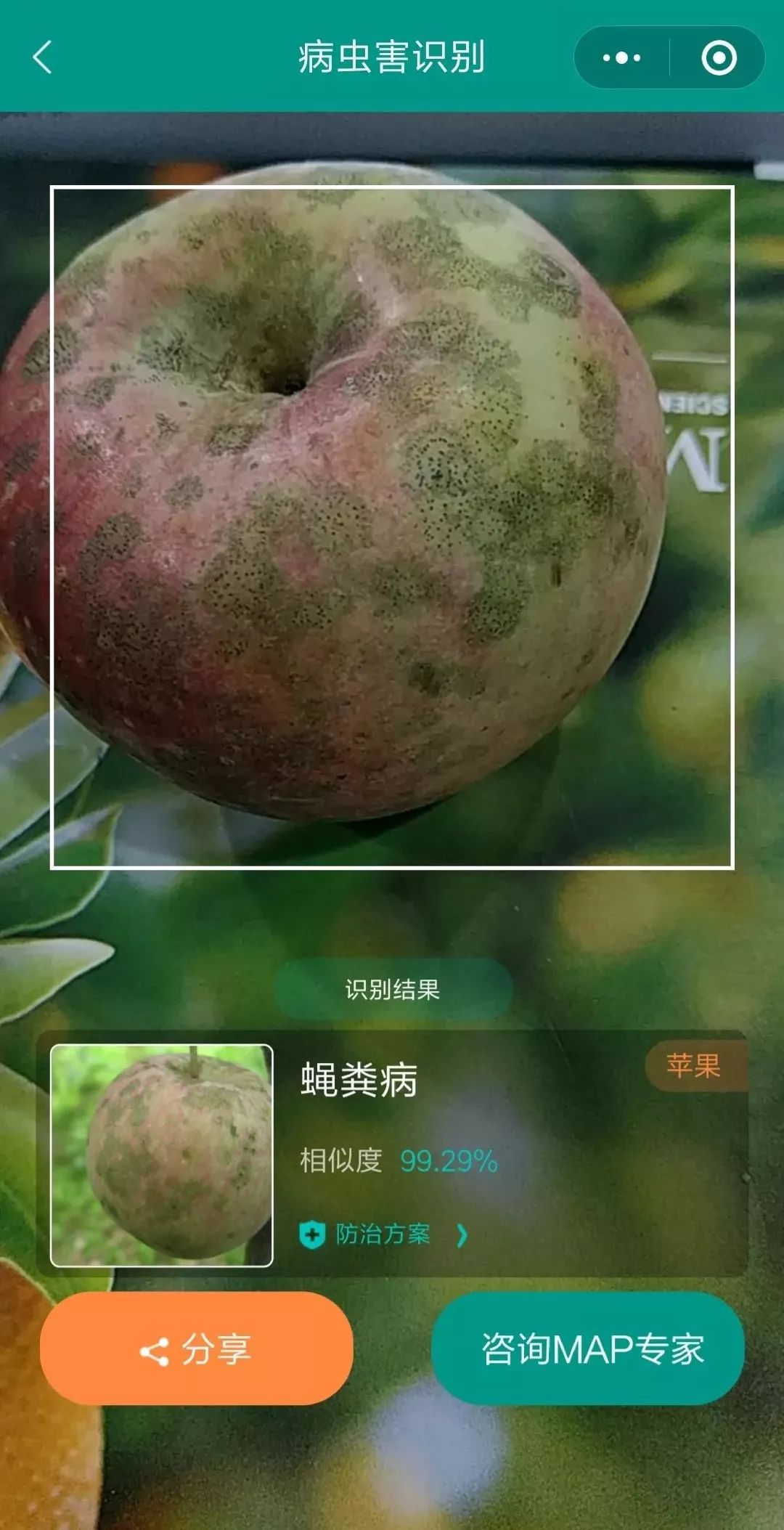 吃苹果不小心吞了虫子有什么后果,吃苹果咬到多少条虫最可怕