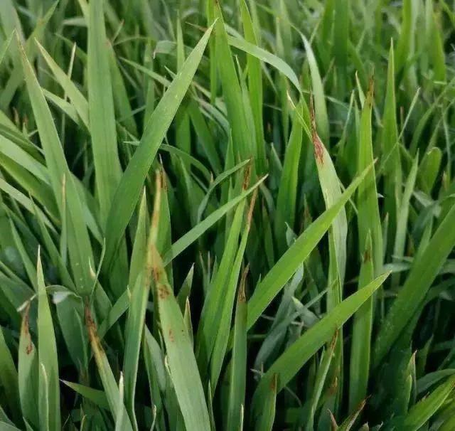 水稻秧苗红叶怎么办,水稻早期红叶病怎么回事