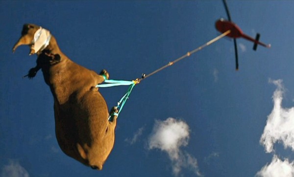 家中闯入眼镜王蛇,女子家中发现2米的眼镜王蛇