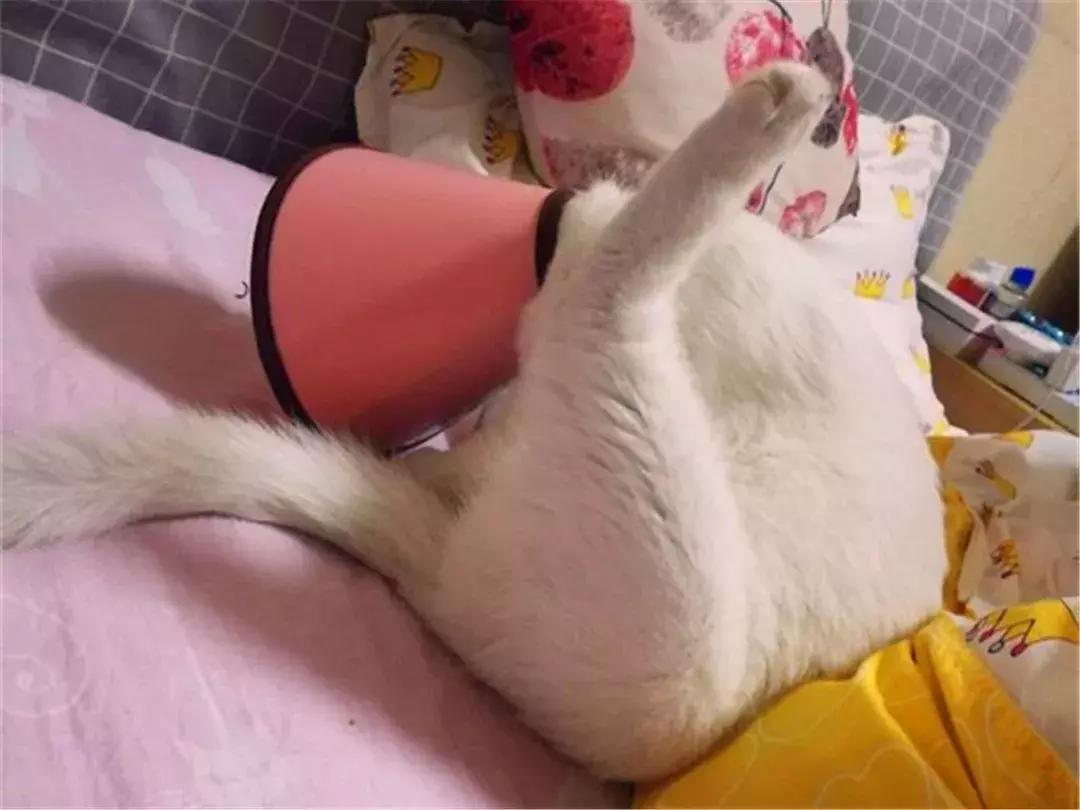 猫咪绝育后护理方法,猫猫绝育后如何护理