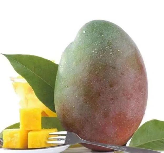 芒果品种西施芒,芒果品种四季蜜芒