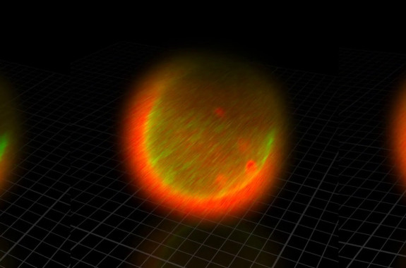 显微镜下的人类卵子和精子,人类首次拍到卵细胞