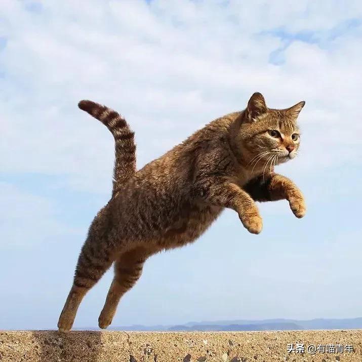 橘猫为什么是魔鬼,橘猫的恐怖之处