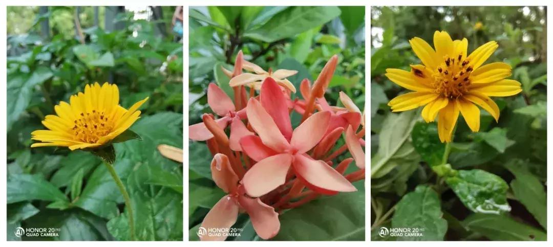 荣耀20pro5000元以内最强拍照手机,荣耀30pro和荣耀20pro拍照对比