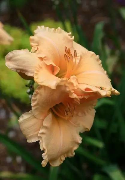 保证你没见过的新奇特植物 (令人大开眼界的植物世界)