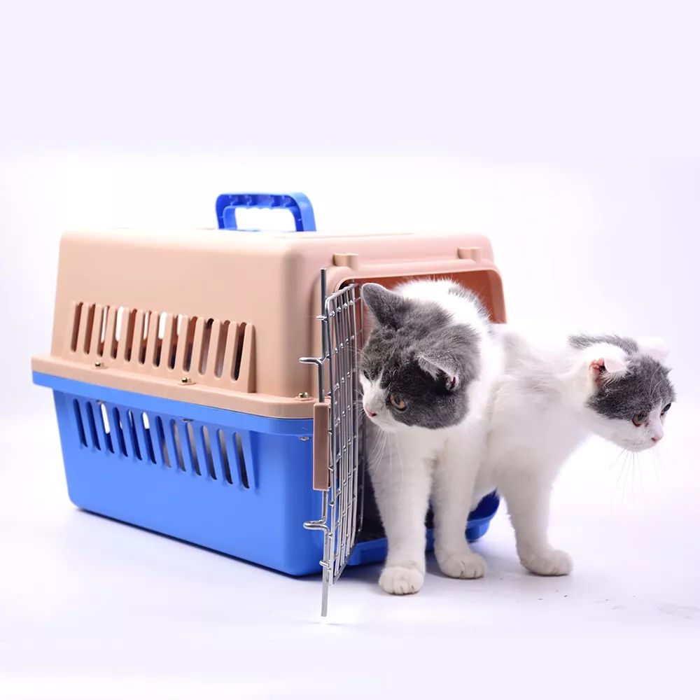 猫鼻支是怎么诊断的，又该怎么办呢？|猫鼻支治疗方法一览