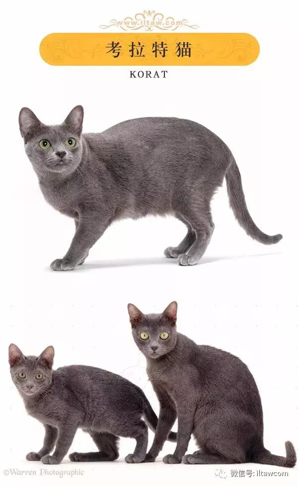 搜猫咪各种图片,世界猫咪图录