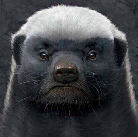 全球最可爱动物排名熊猫,全球十大最萌动物