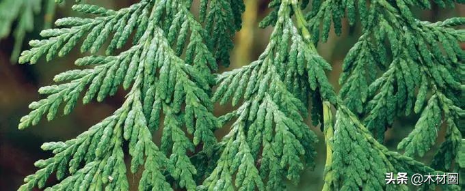 加拿大盛产哪些木材,加拿大bc省真实图片