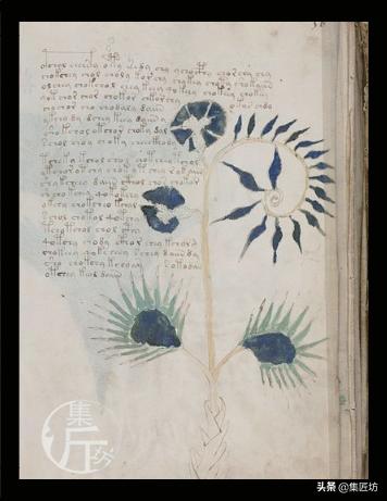 恐怖的触手，温柔的拥抱，植物的生存反击——茅膏菜