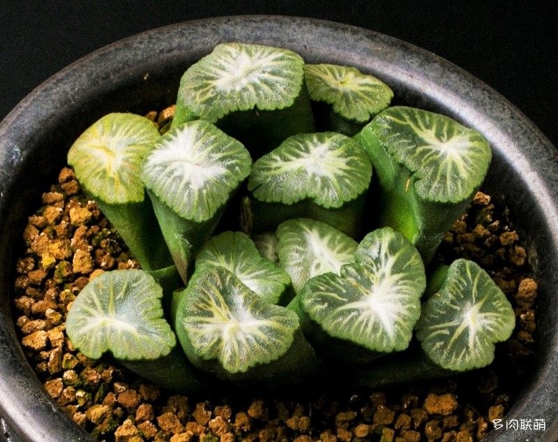 多肉玉露寿的品种图鉴,多肉植物欣赏