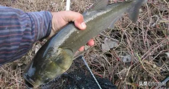 稀少鱼塘如何上鱼快,废弃鱼塘如何垂钓才能上鱼