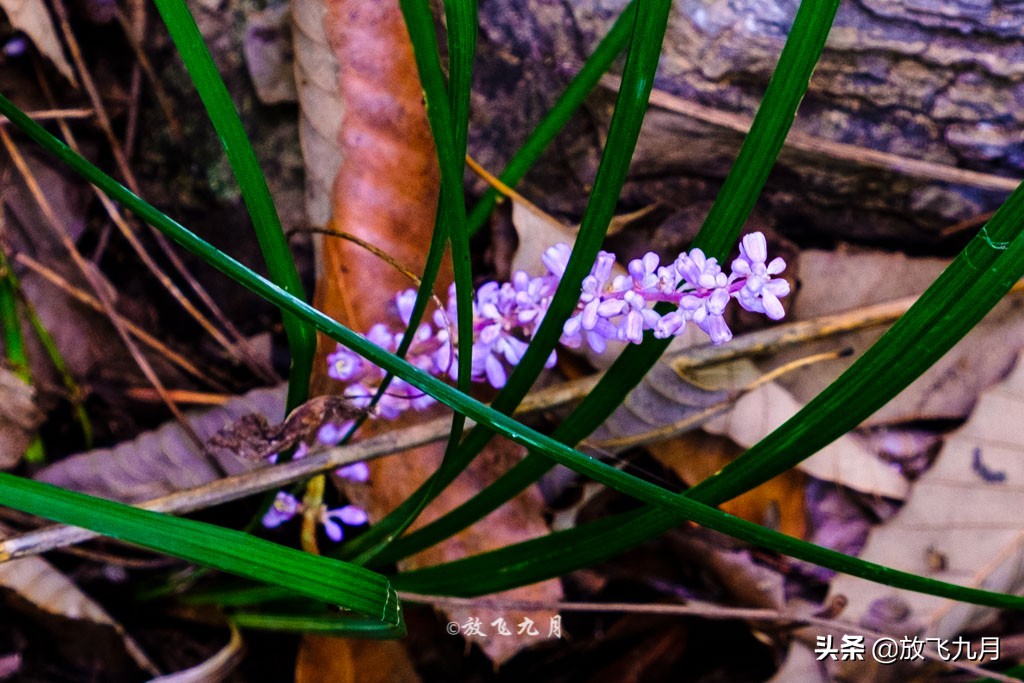 北京房山象鼻山,北京象鼻山在哪里