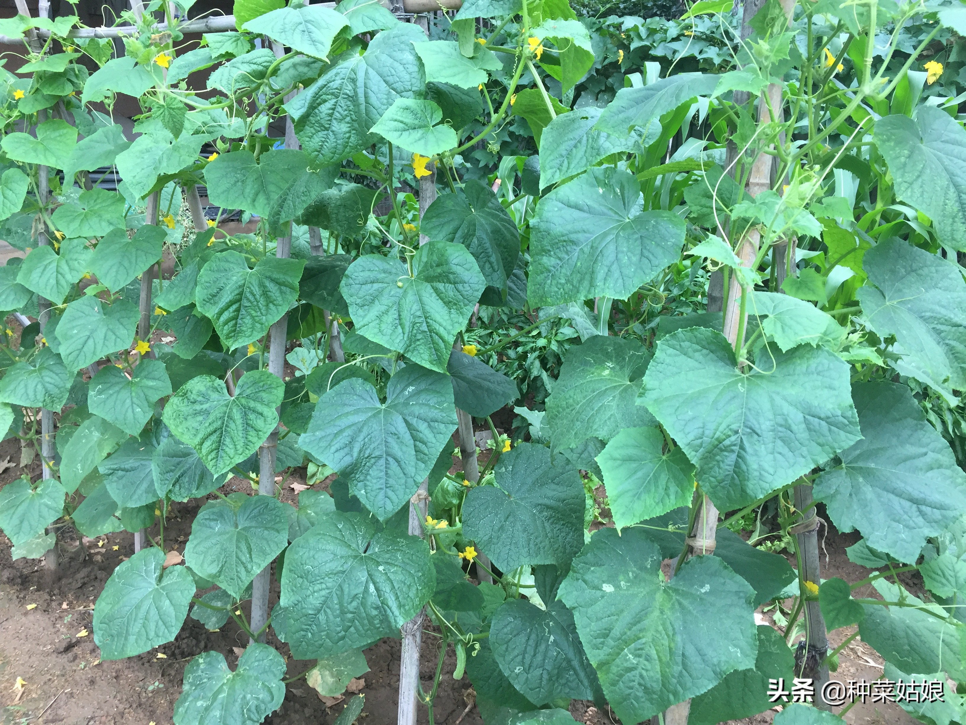 病虫害防治教你一招就能轻松搞定,一招解决各种病虫害