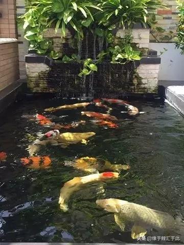 锦鲤长白毛最快的治疗方法,治疗锦鲤鱼病特效药