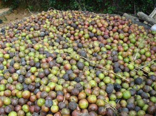这种树在农村很常见，花名为五月花，果子提炼出的油料可以漆房子