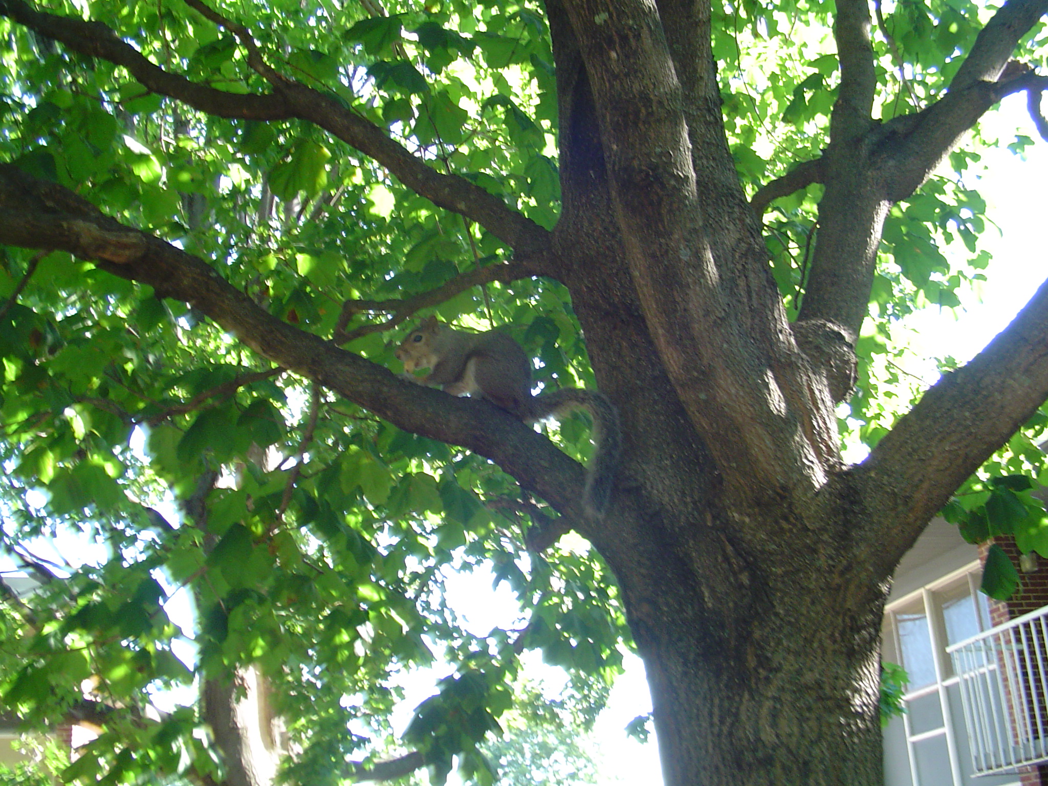 我的“大尾巴”,你在异国他乡还好吗?