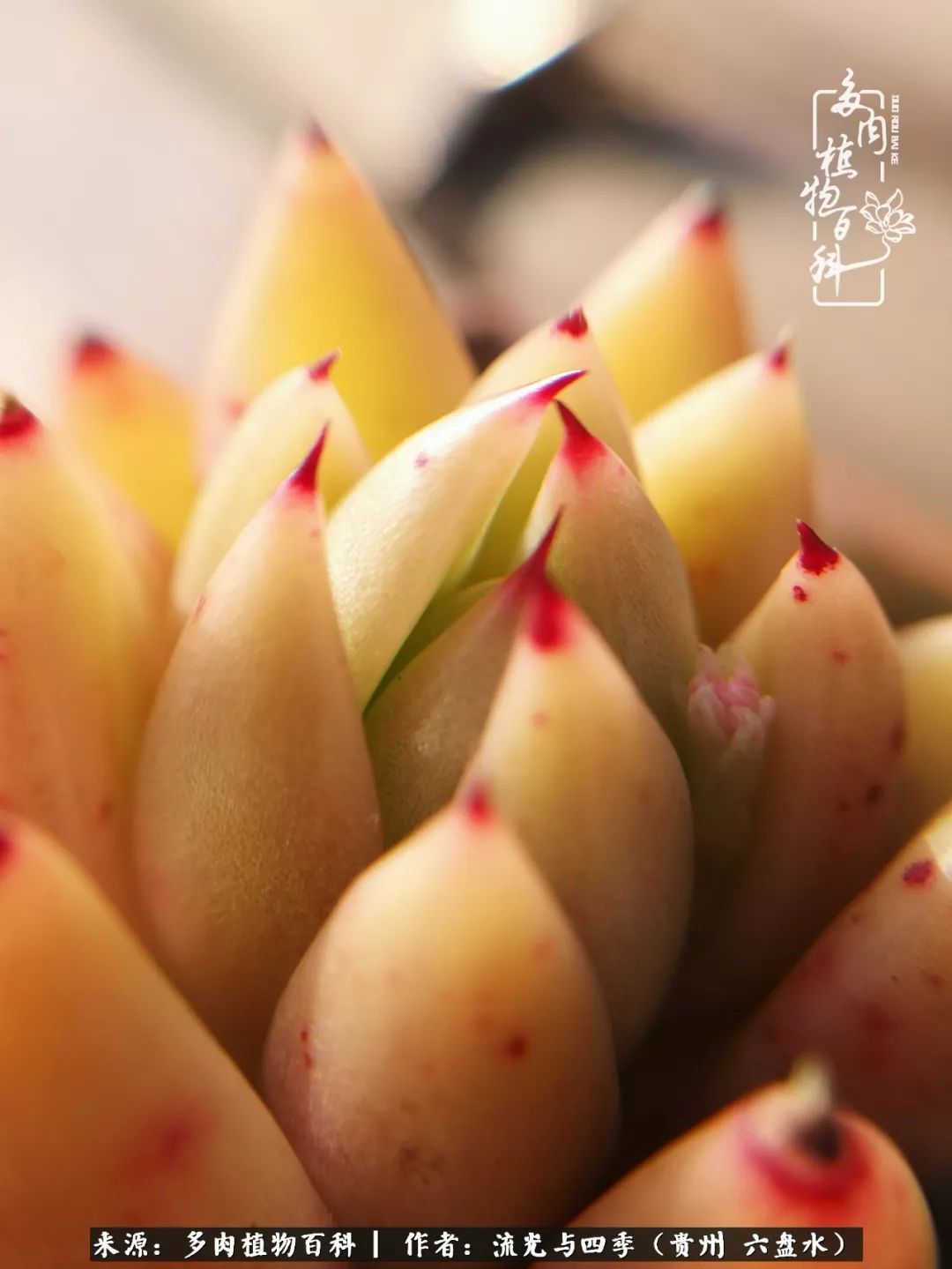 养多肉这几点新手必要知道,在养多肉的路上越走越远