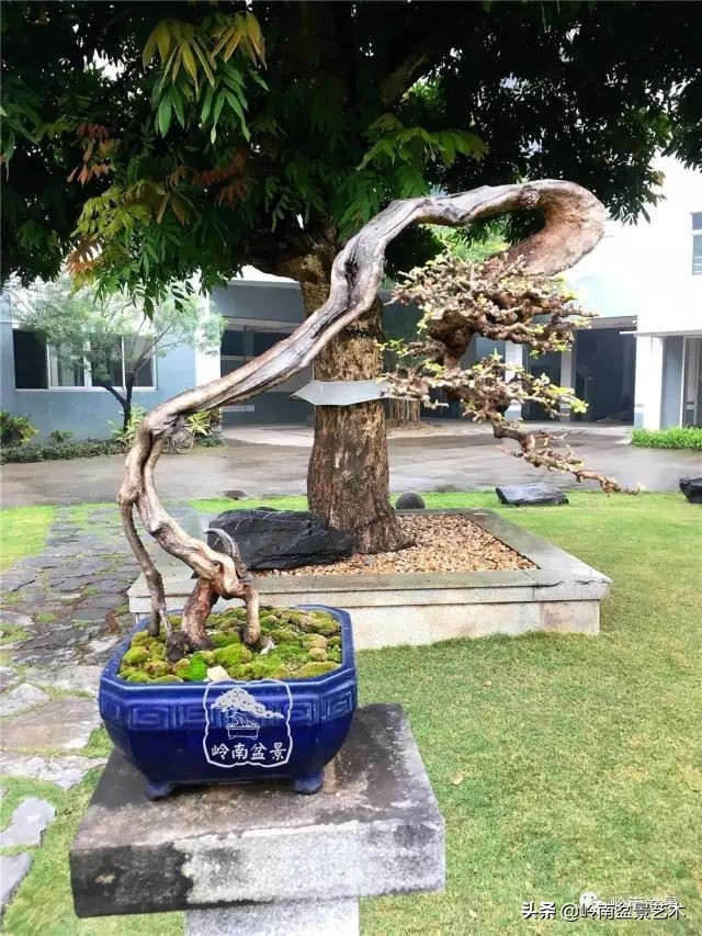 以根代杆下细上粗式盆景图片,各种老根盆景