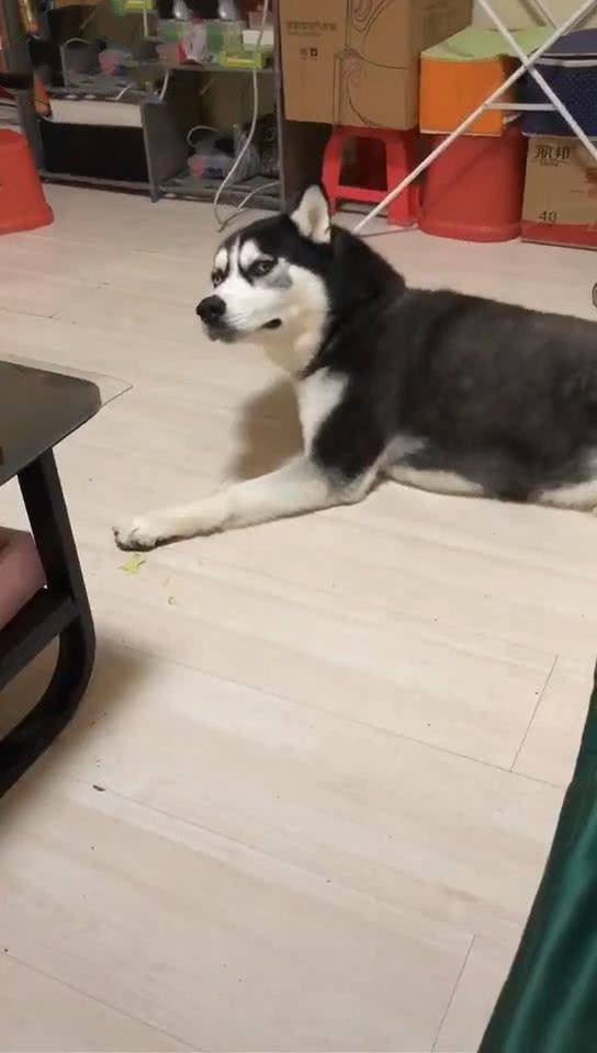 哈士奇被骂哭原版视频,哈士奇被骂傻狗突然变脸