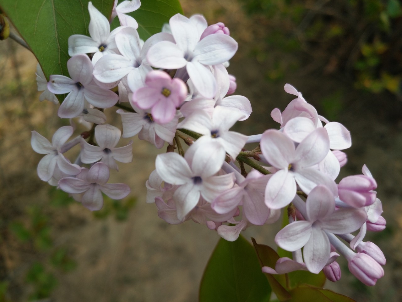 唐陆龟蒙的古诗词,唐代陆龟蒙的《冬柳》