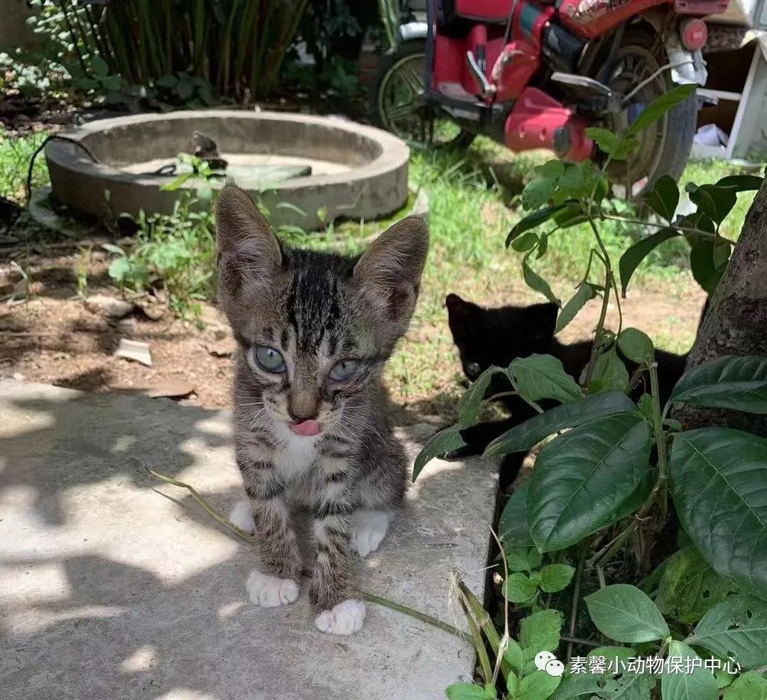 领养代替购买|2021年6月份福州线上宠物领养活动