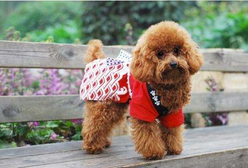 泰迪狗怕热吗夏天,泰迪犬残酷的真相