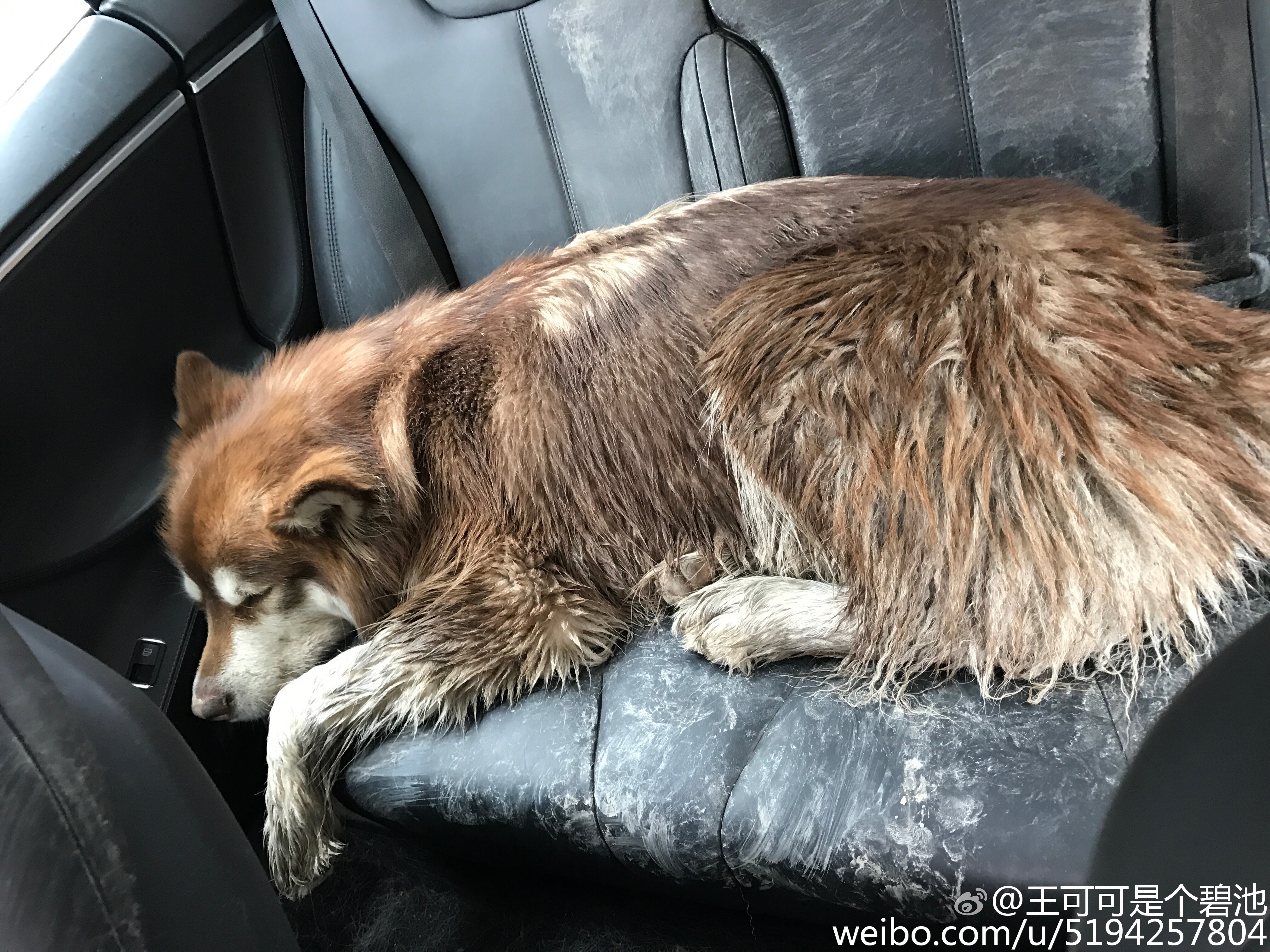 “国民老公”王思聪：一个被网红后宫团，毁了恋爱观的纯情少年