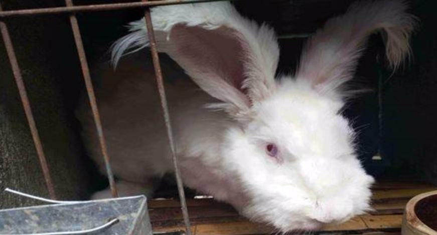 养殖长毛兔前景如何,养殖长毛兔