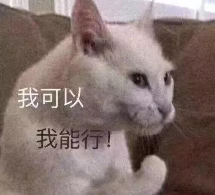 我们家猫真的很弱智怎么办,猫为什么又蠢又自以为是