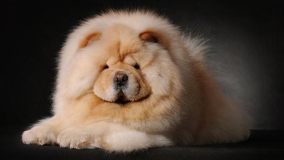 松狮犬的喂养与护理方法,松狮犬吃什么比较好养呢