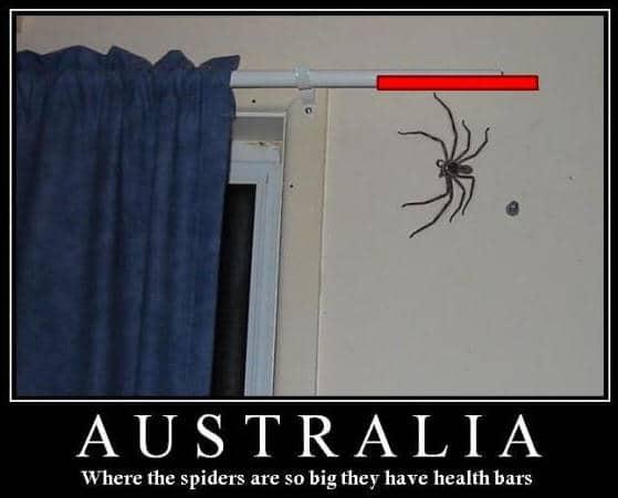 巨型蟑螂南方大蟑螂,广东巨型蟑螂和北方蟑螂对话