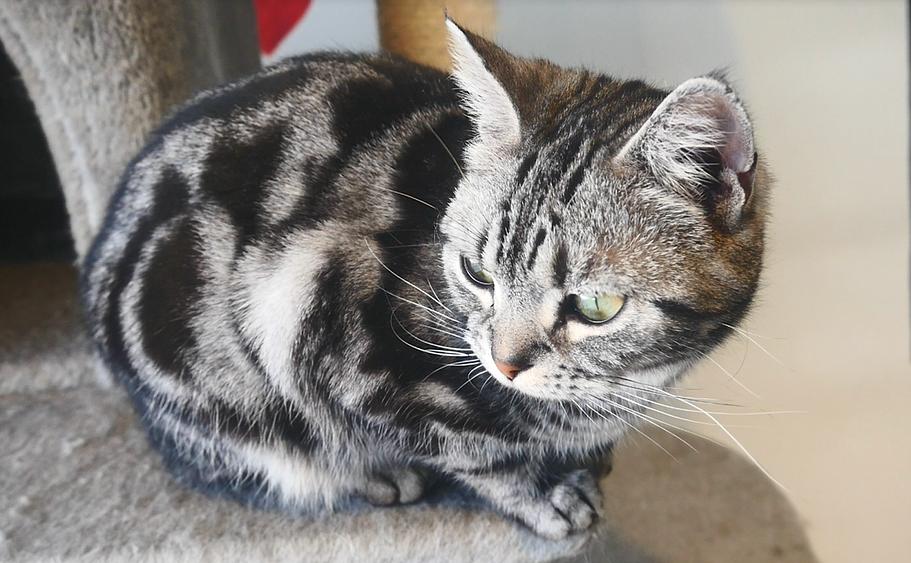 英短猫怕人怎么办,短毛猫刚到新家应该怎么办